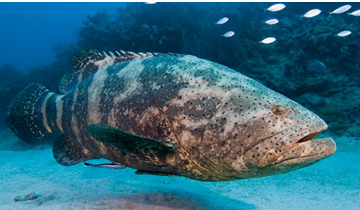 CÁ